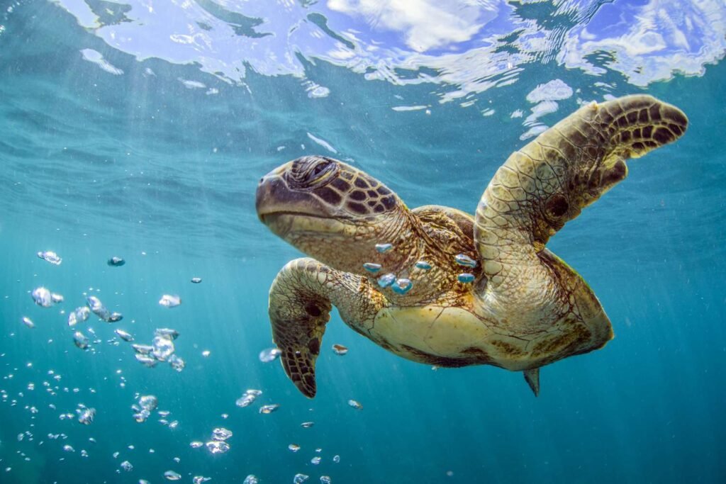 turtle in the blue ocean