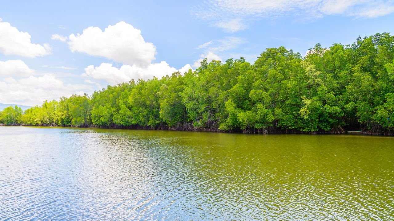 Mangroves of Andaman